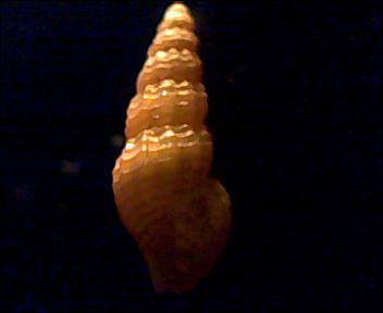 Chauvetia